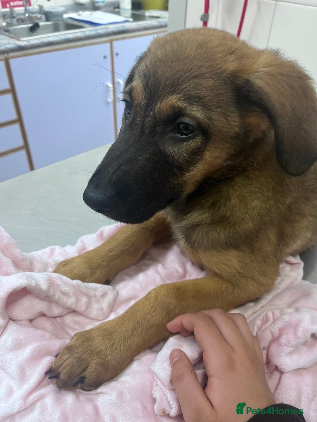 Mixed Breed dogs for sale: dogs for sale ££150-£250 - Image 2
