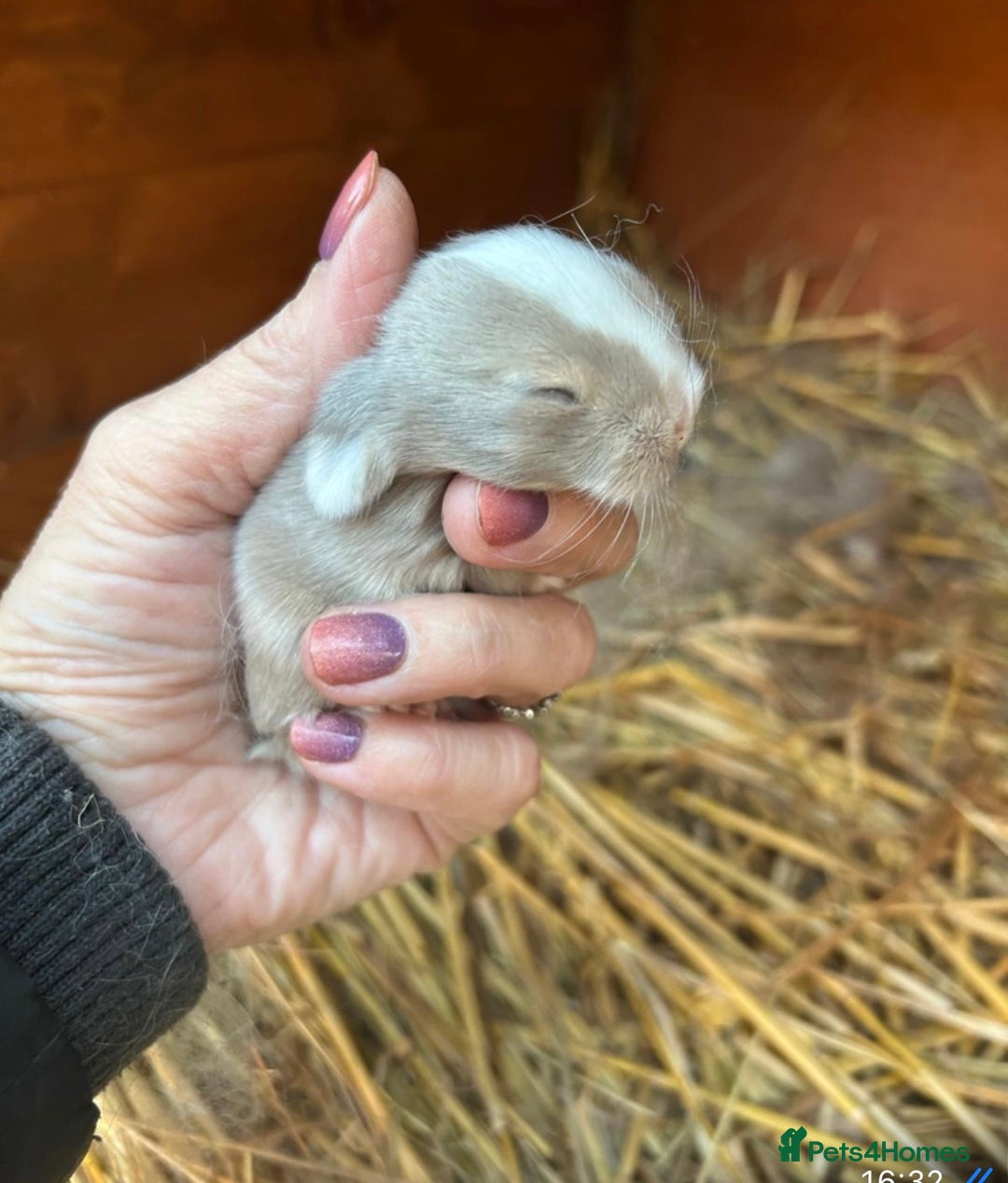 Netherland Dwarf rabbits for sale: Pure Netherland dwarf & mini angora X ND babies - Advert 4