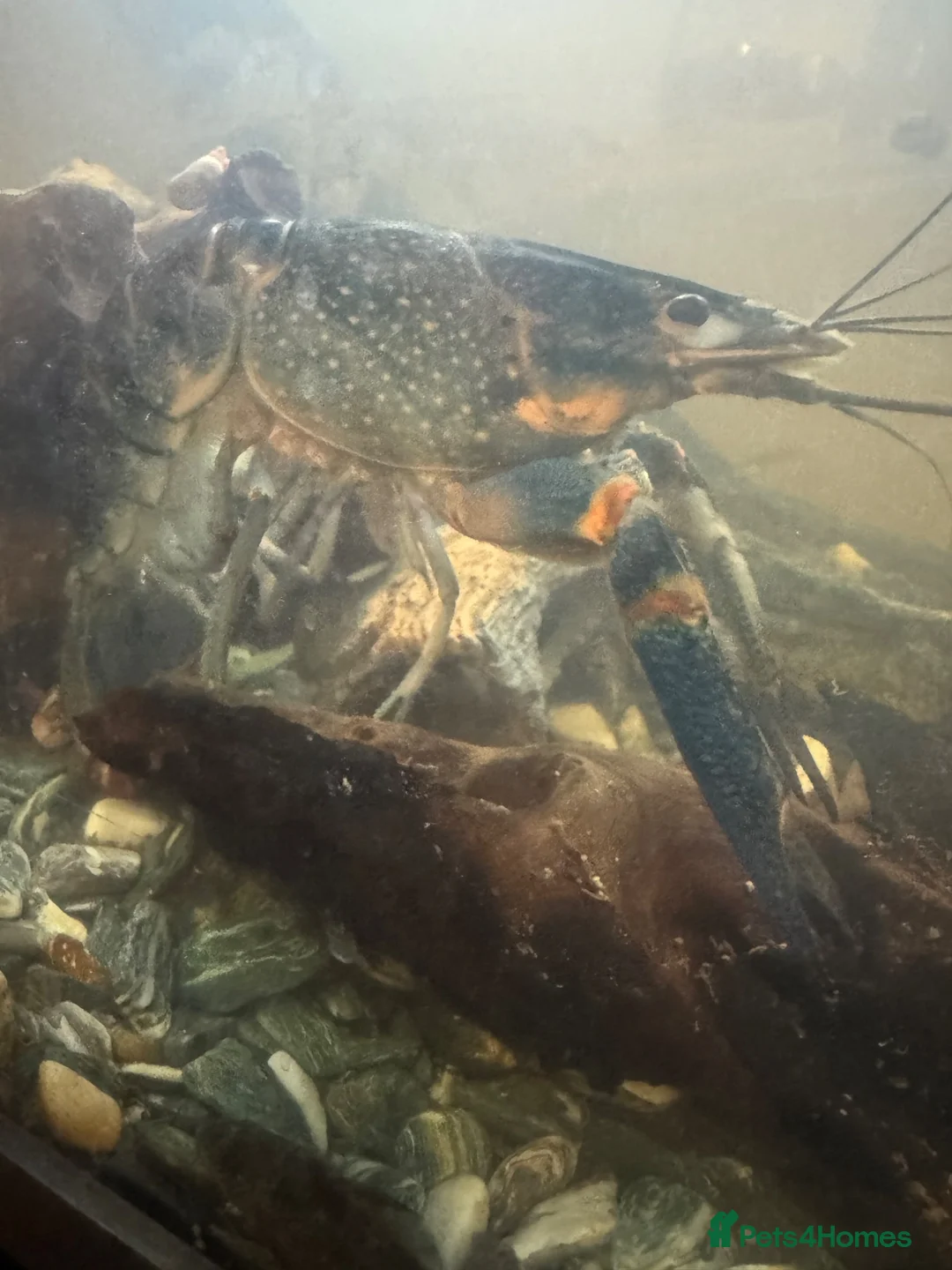 Other/Mixed Breed fish for sale: Crayfish  in Hinckley - Advert 2