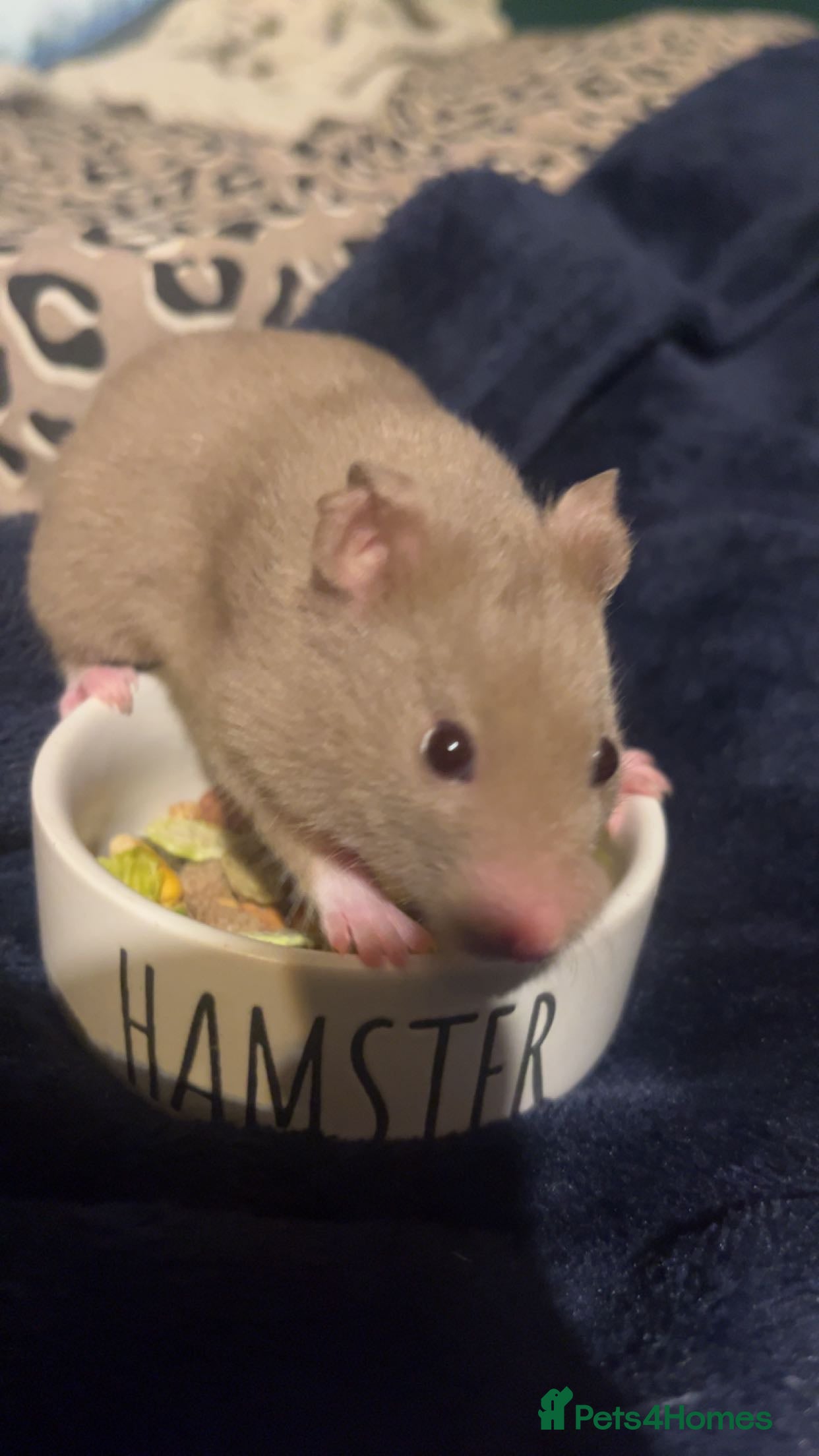 Hamster rodents Hamster for sale  - Advert 7