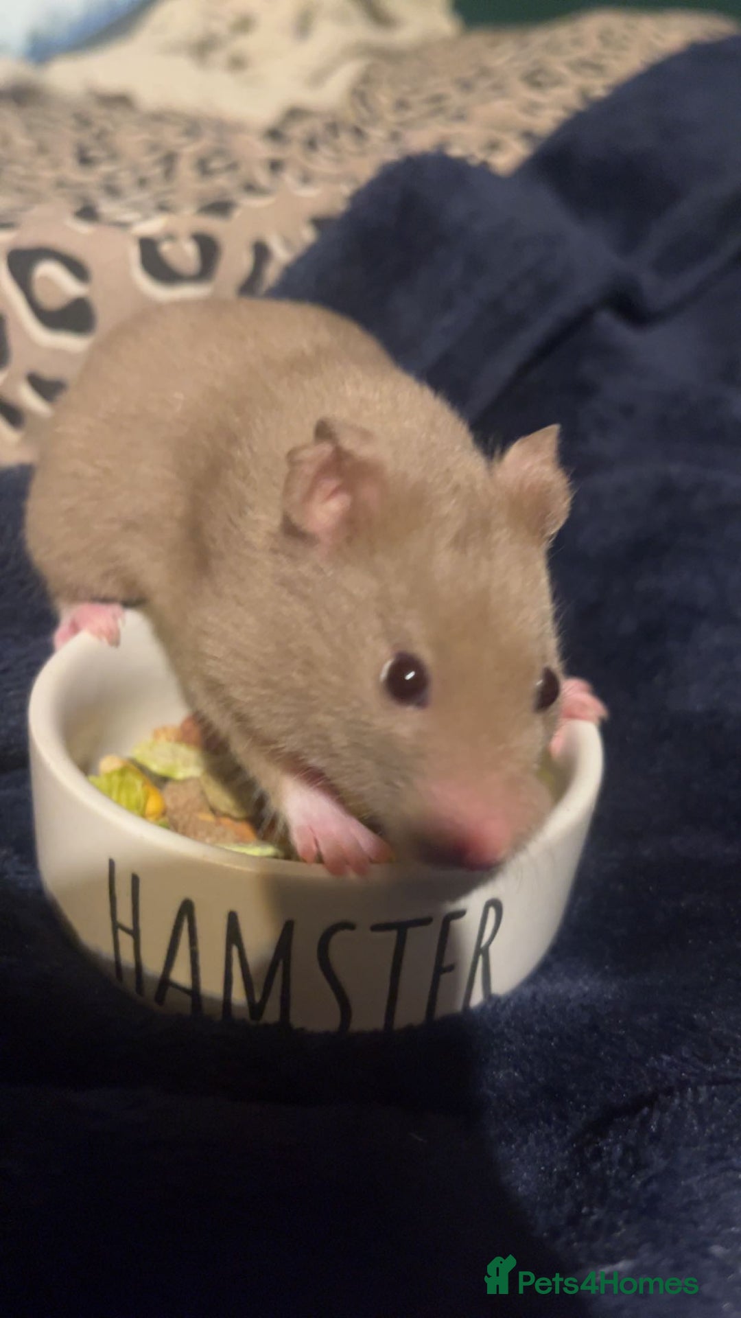 Hamster rodents for sale: Hamster for sale  - Advert 1