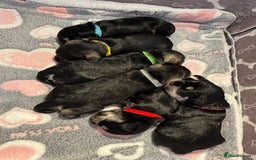 Miniature Schnauzer dogs for sale: Beautiful KC miniature Schnauzers  - Advert 25