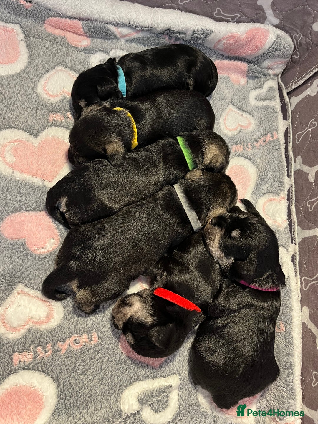 Miniature Schnauzer dogs for sale: Beautiful KC miniature Schnauzers  - Advert 25