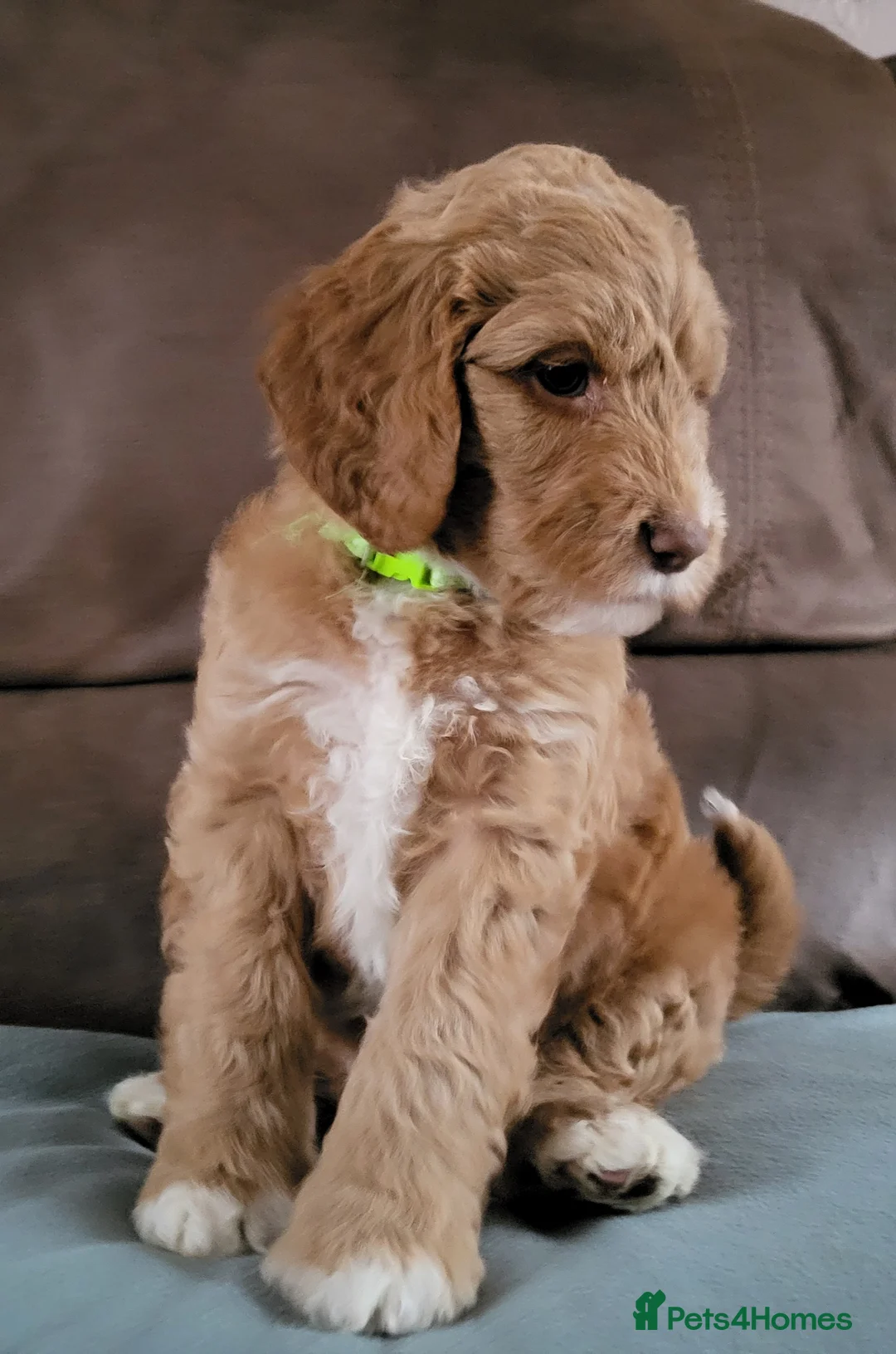 Goldendoodle dogs for sale: Goldendoodle-ONLY THIS BEAUTY LEFT  - Advert 3