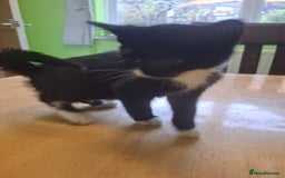 Mixed Breed cats for sale: 9 week old kittens available  - Image 6