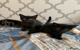 Mixed Breed cats for sale: Boy kitten looking for he’s for ever home  - Image 3