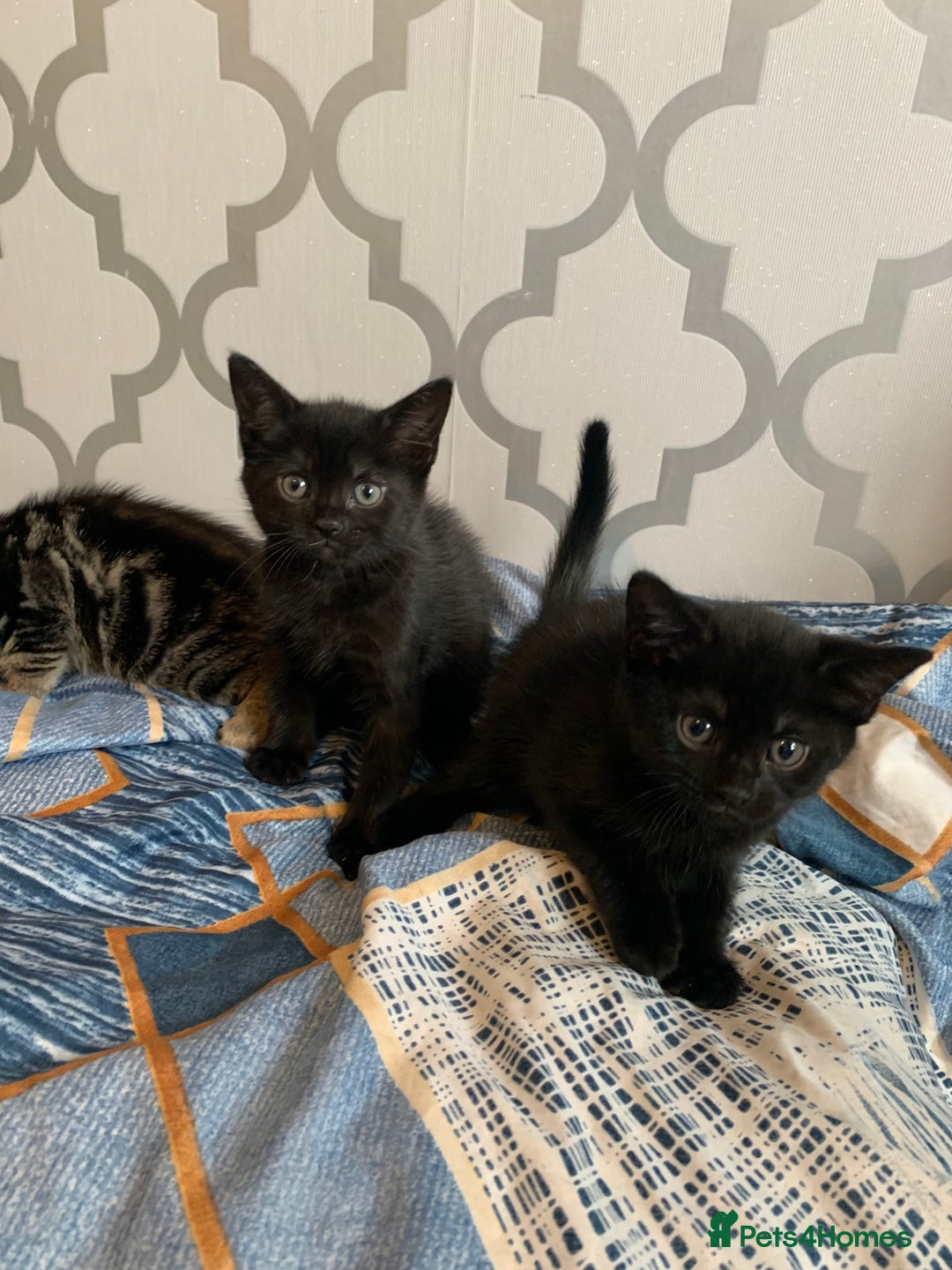 Mixed Breed cats for sale: Boy kitten looking for he’s for ever home  - Image 3