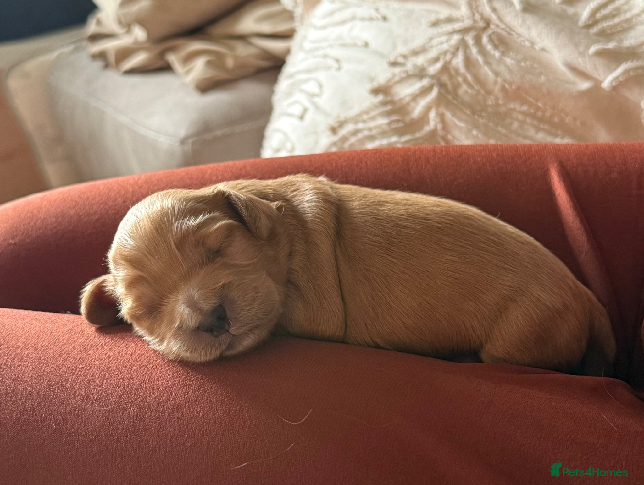 Cockapoo dogs Cockapoo puppies for sale - Advert 1