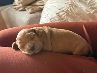 Cockapoo dogs Cockapoo puppies for sale - Advert 7