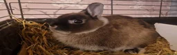Netherland Dwarf rabbits for sale: Cute little baby Netherland Dwarf boy-Dumpling 🐰 - Advert 3