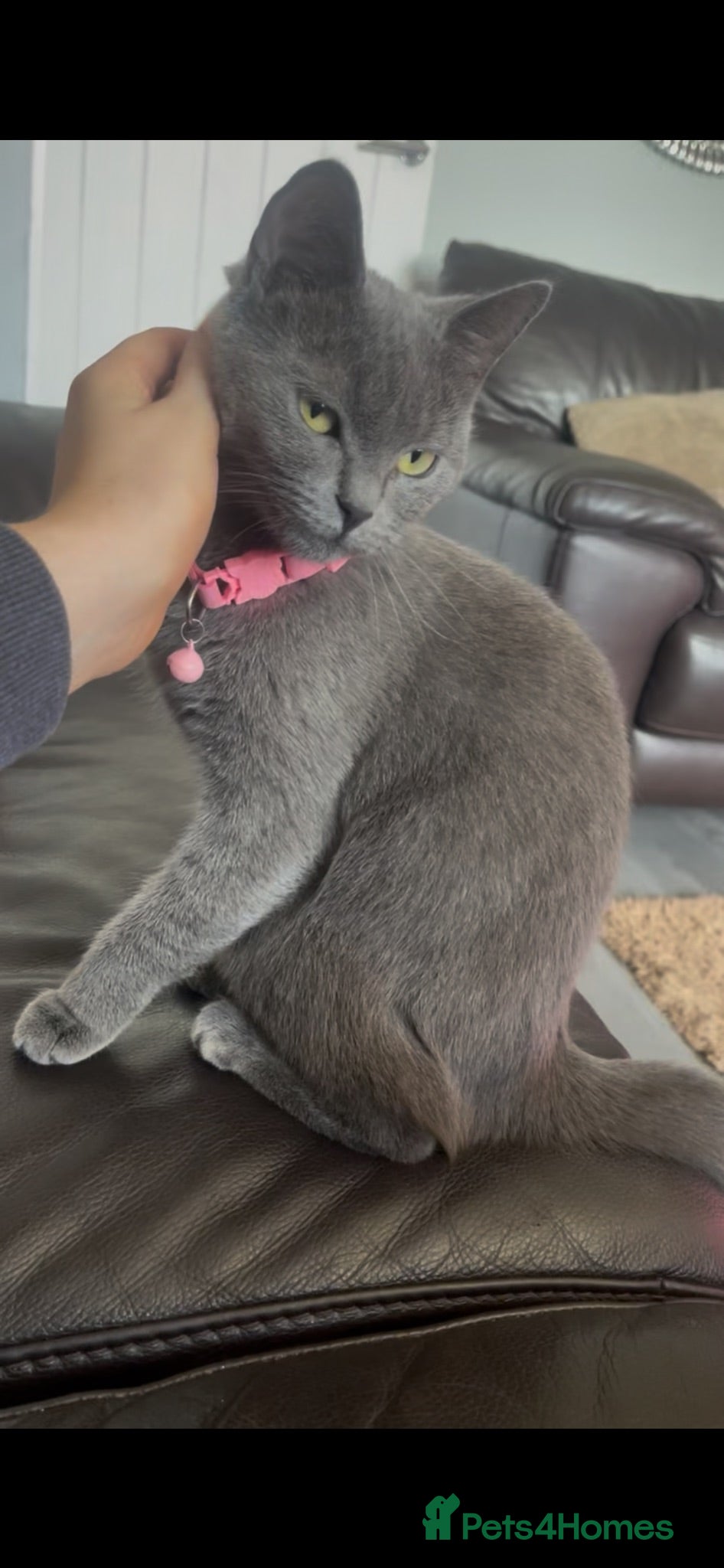 British Shorthair cats Beautiful British Shorthair🤍 - Advert 2