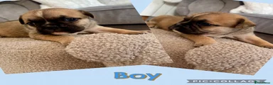 Mixed Breed 2