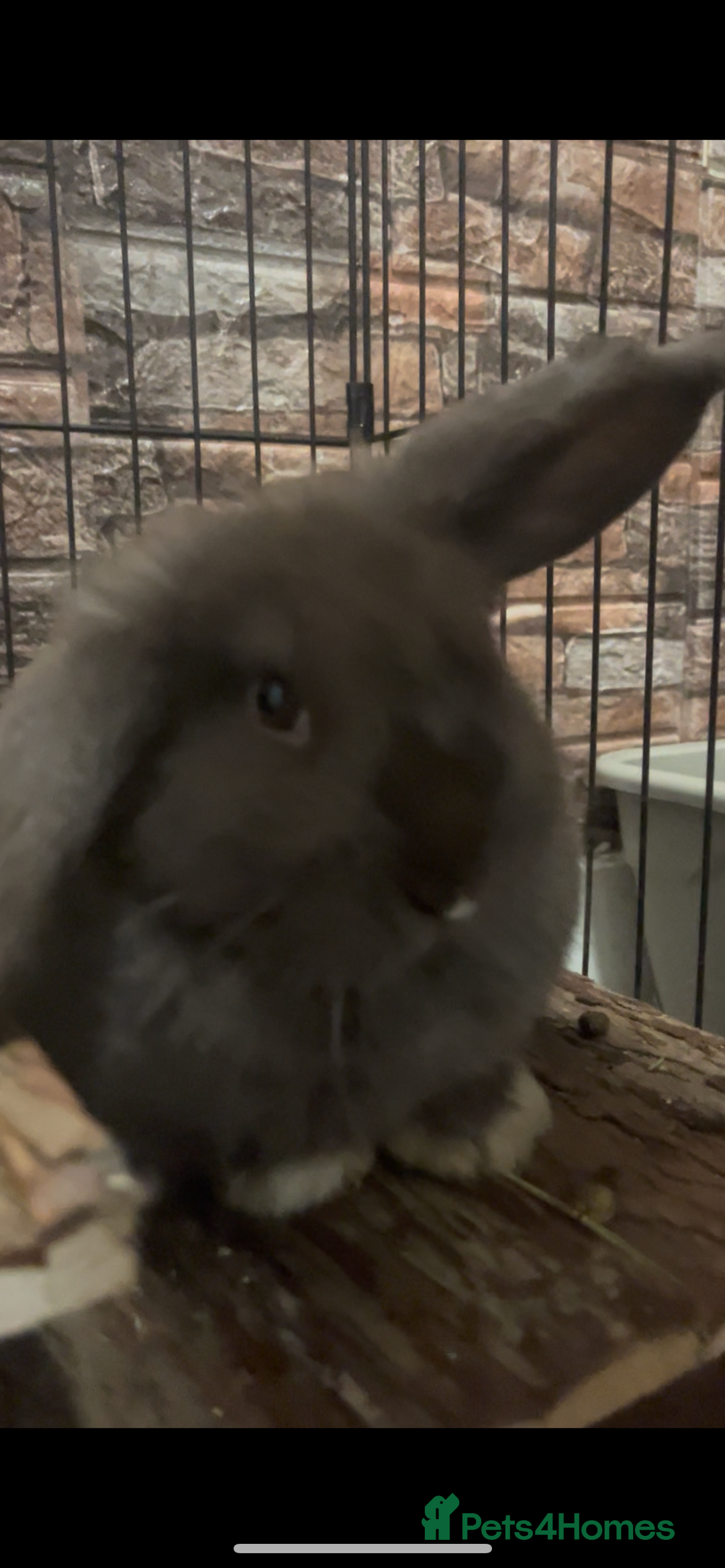 Mini Lop rabbits for sale: Beautiful mini lop - Advert 2