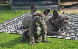 French Bulldog dogs for sale: Beautiful blue frenchie  - Image 7