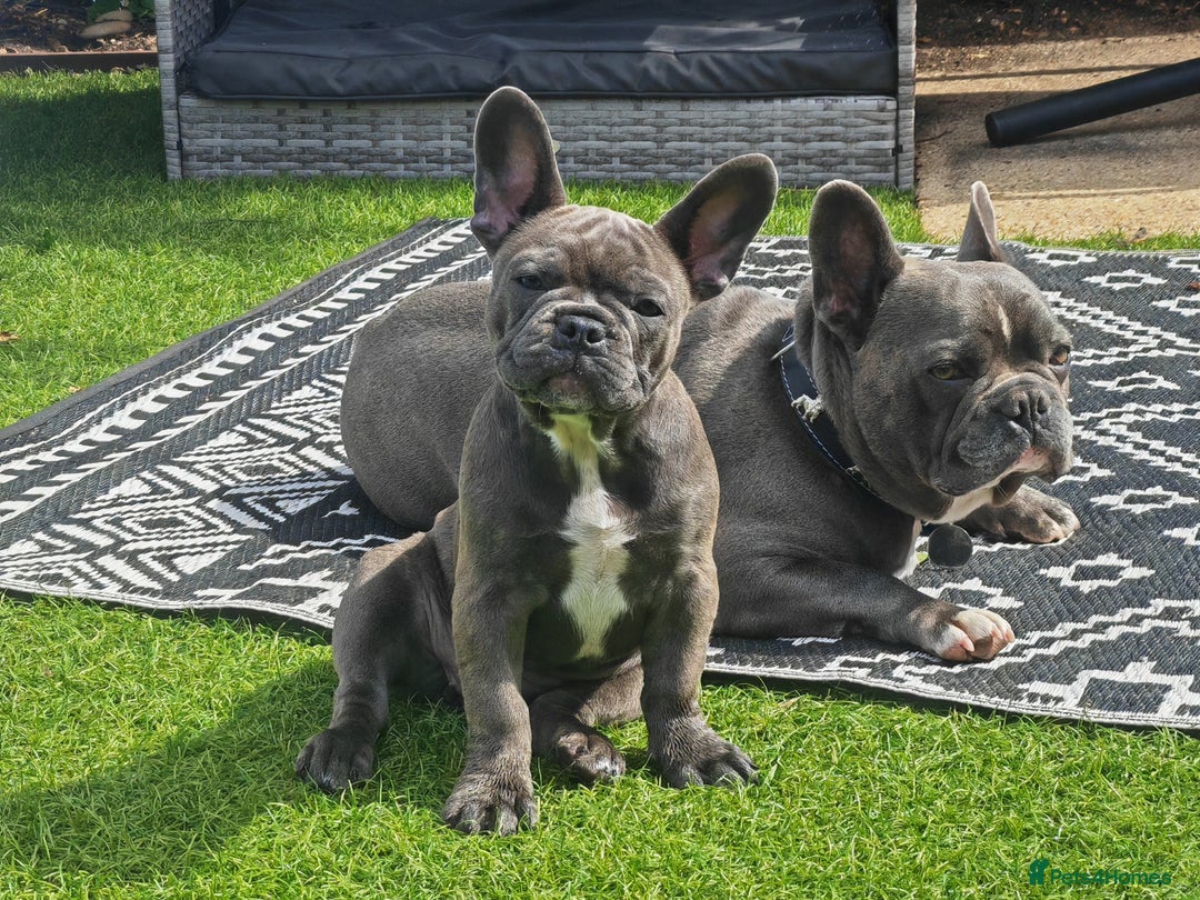 French Bulldog dogs for sale: Beautiful blue frenchie  - Image 7