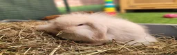 Mini Lion Lop rabbits for sale: Adorable Mini Lion Lops - READY JULY 1ST - Advert 10