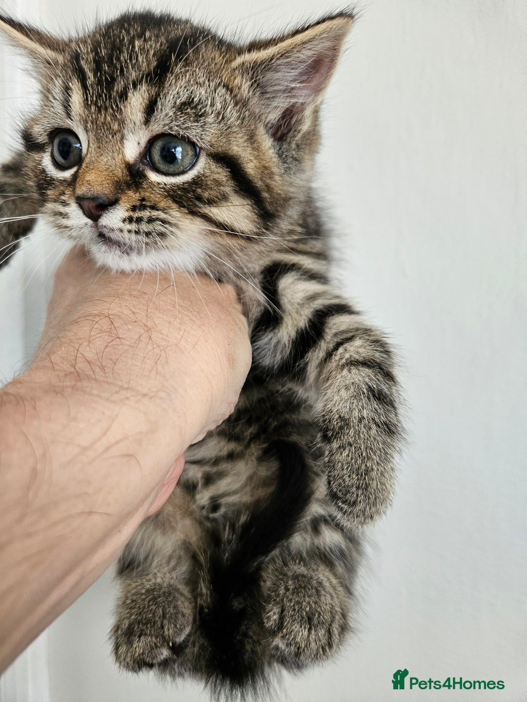 Mixed Breed cats for sale: Tabby Kittens 3 female 1 boy - Image 7