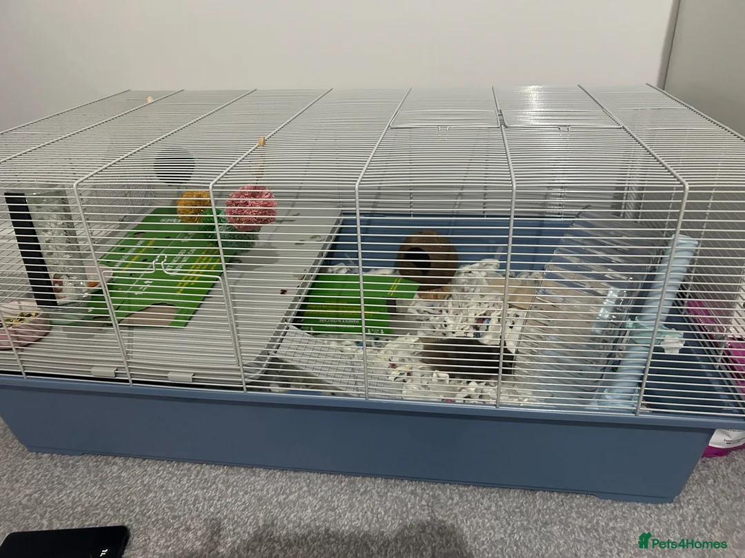Hamster rodents for sale: Sweet little hamster  - Advert 5