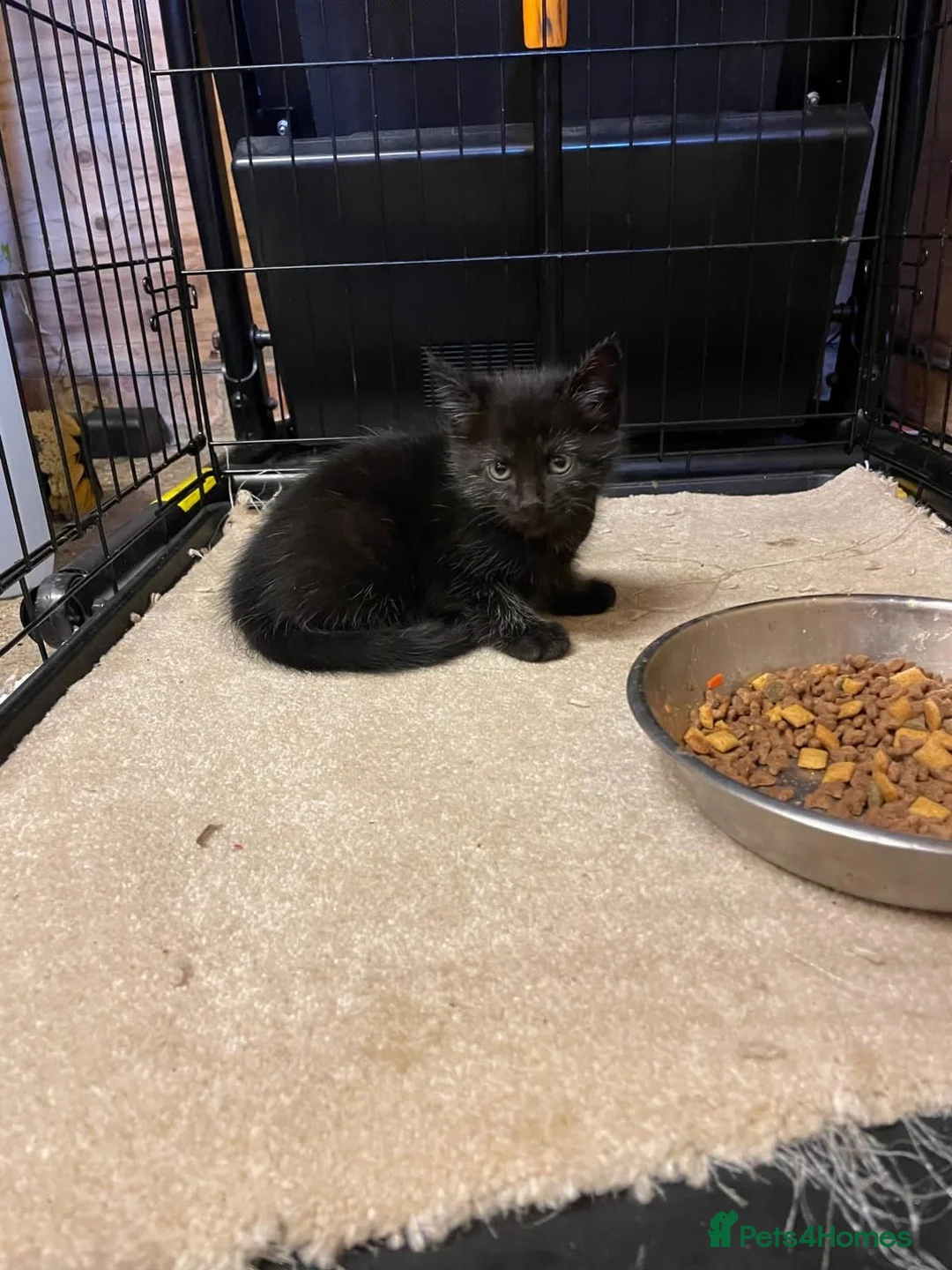 Mixed Breed cats for sale: 4 Beautiful Black female kittens - Advert 2