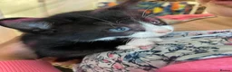 Mixed Breed cats for sale: Kittens looking for forever homes in Wallingford - Advert 10