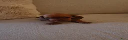 Miniature Dachshund dogs for sale: 5 beautiful miniature dachshund puppies for sale  - Advert 2