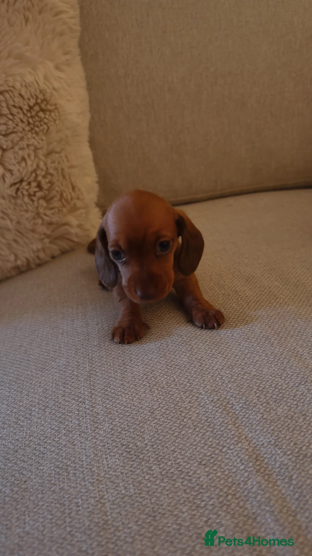 Miniature Dachshund dogs for sale: 5 beautiful miniature dachshund puppies for sale  - Advert 2