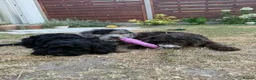Cockapoo dogs for sale: *LAST 3 LEFT READY TO LEAVE*F1B Cockapoos🐶 - Advert 34