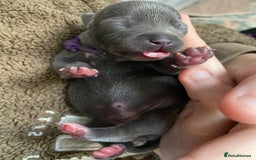 Staffordshire Bull Terrier dogs for sale: ForSale blue Staffordshire staffy pups 1 GIRL LEFT - Image 15