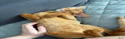 Abyssinian cats for sale: Pedigree Abyssinian boy for sale  - Advert 6