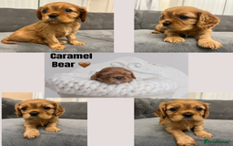 Cavalier King Charles Spaniel dogs for sale: Stunning Cavalier King Charles Spaniels - Image 2