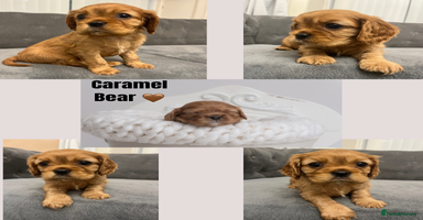 Cavalier King Charles Spaniel dogs - Advert 14
