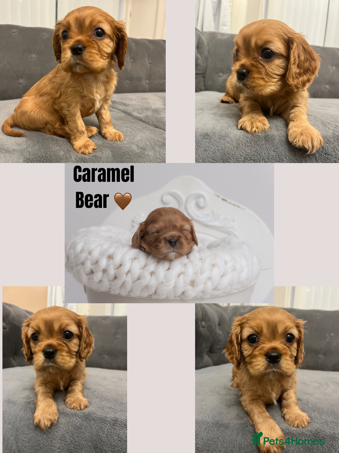 Cavalier King Charles Spaniel dogs for sale: Stunning Cavalier King Charles Spaniels - Image 2