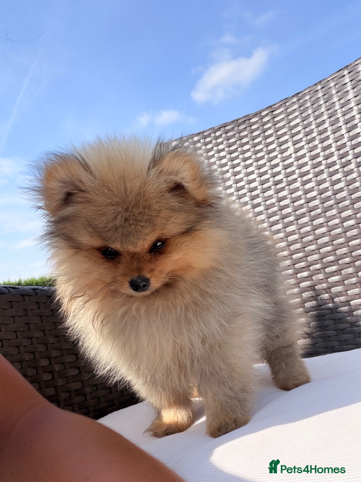 Pomeranian dogs READY TO LEAVE 1 BOY LEFT Pom PUPPIES 🫶🏽   - Advert 2