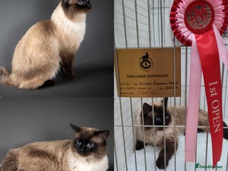 Ragdoll cats 🏆Champion🏆 Ragdoll for stud in Daventry - Advert 7