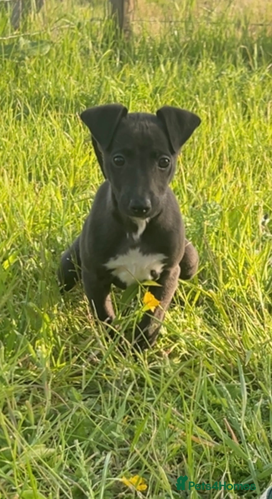 Mixed Breed dogs for sale: Italian greyhound/whippet in Maryport - Advert 8