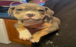Mixed Breed dogs for sale: Staffy/pocket bully - Image 1