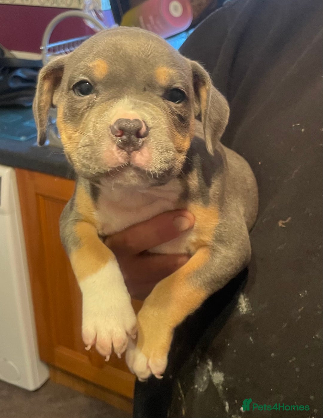 Mixed Breed dogs for sale: Staffy/pocket bully - Image 1