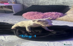 American Bully dogs for sale: Stunning pocket bully pups for sale - Image 13