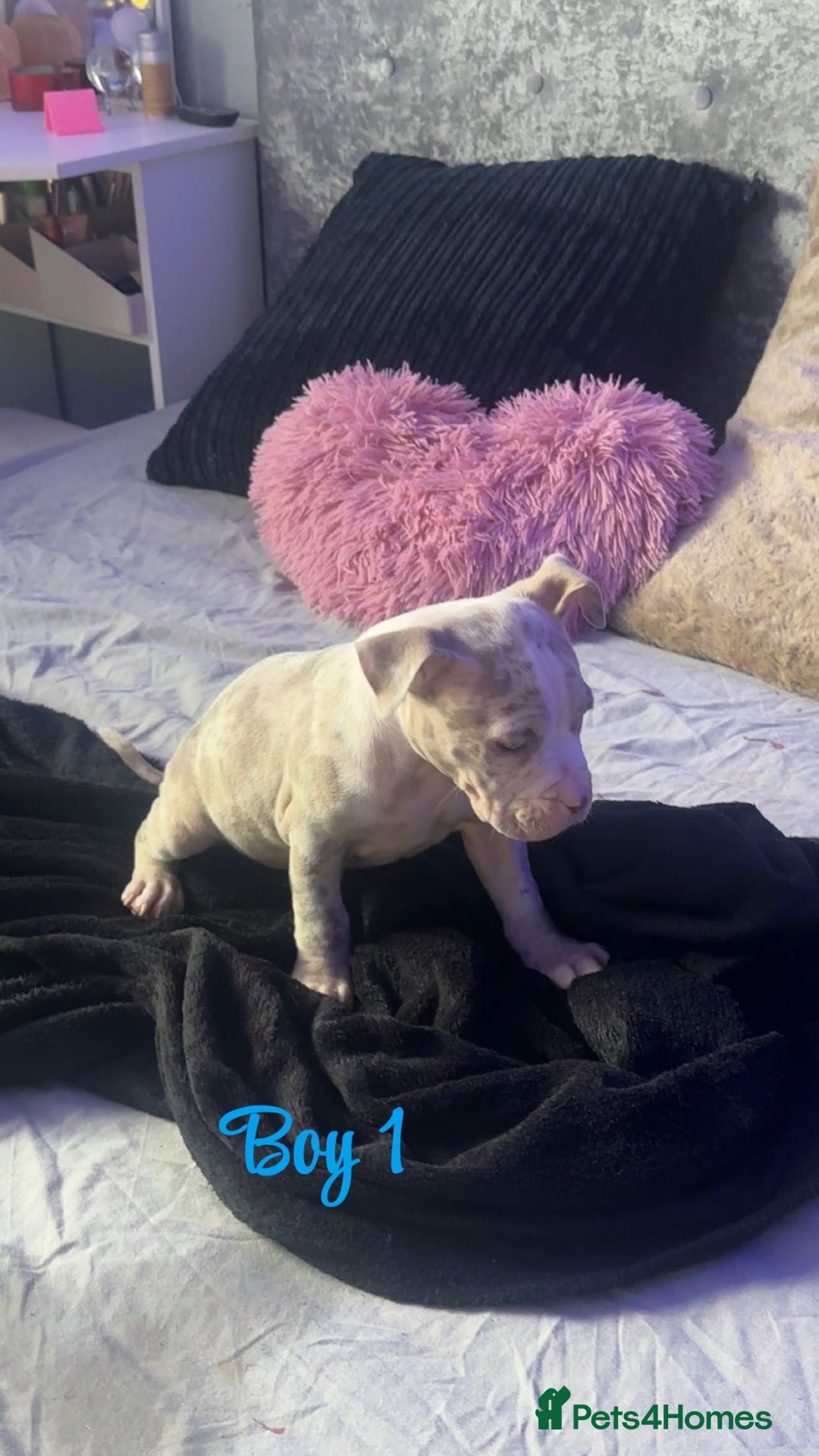 American Bully dogs for sale: Stunning pocket bully pups for sale - Image 13