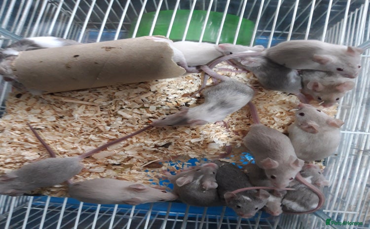 Mouse rodents in Manchester - Advert 9