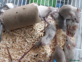 Mouse rodents in Manchester - Advert 3