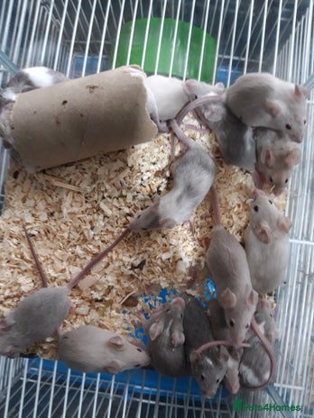 Mouse rodents in Manchester - Advert 10