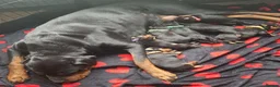 Rottweiler dogs for sale: Courageous, Intelligent & Devoted Rottweilers in Hull - Advert 2