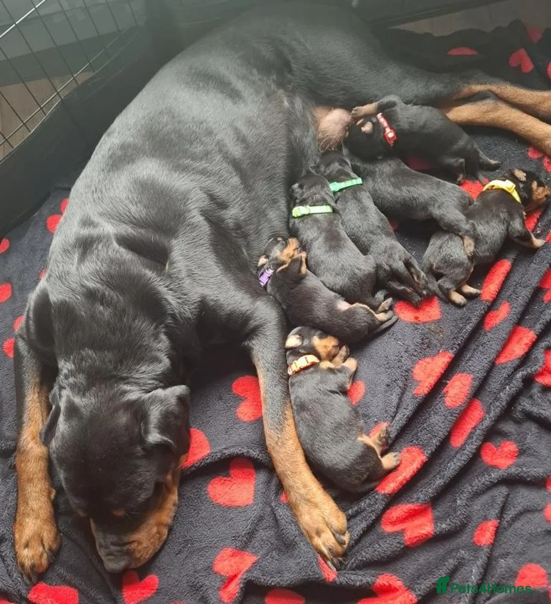 Rottweiler dogs for sale: Courageous, Intelligent & Devoted Rottweilers in Hull - Advert 2
