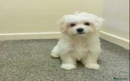 Maltese dogs for sale: Purebred Maltese Puppies  - Image 14