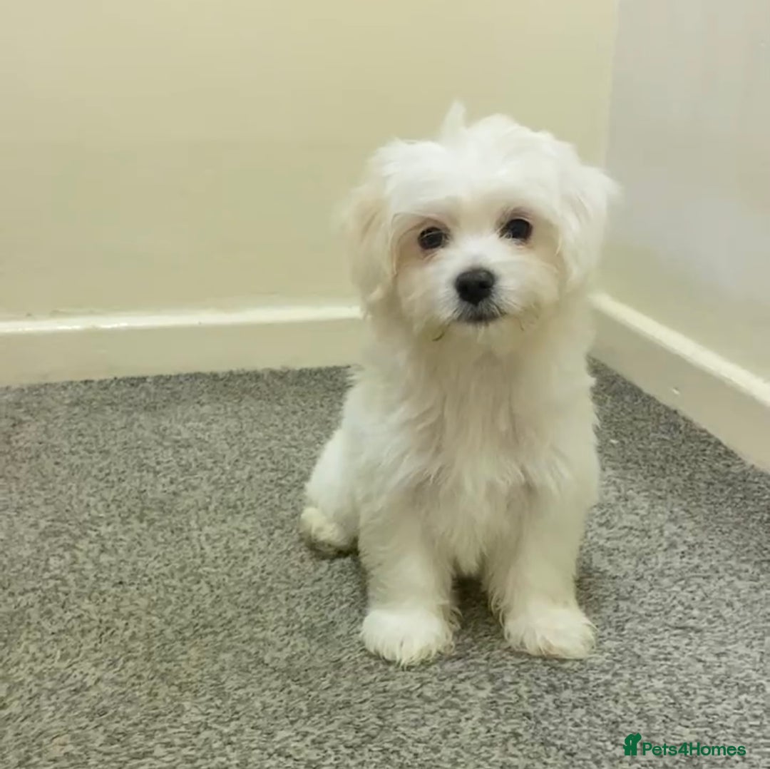Maltese dogs for sale: Purebred Maltese Puppies  - Image 14