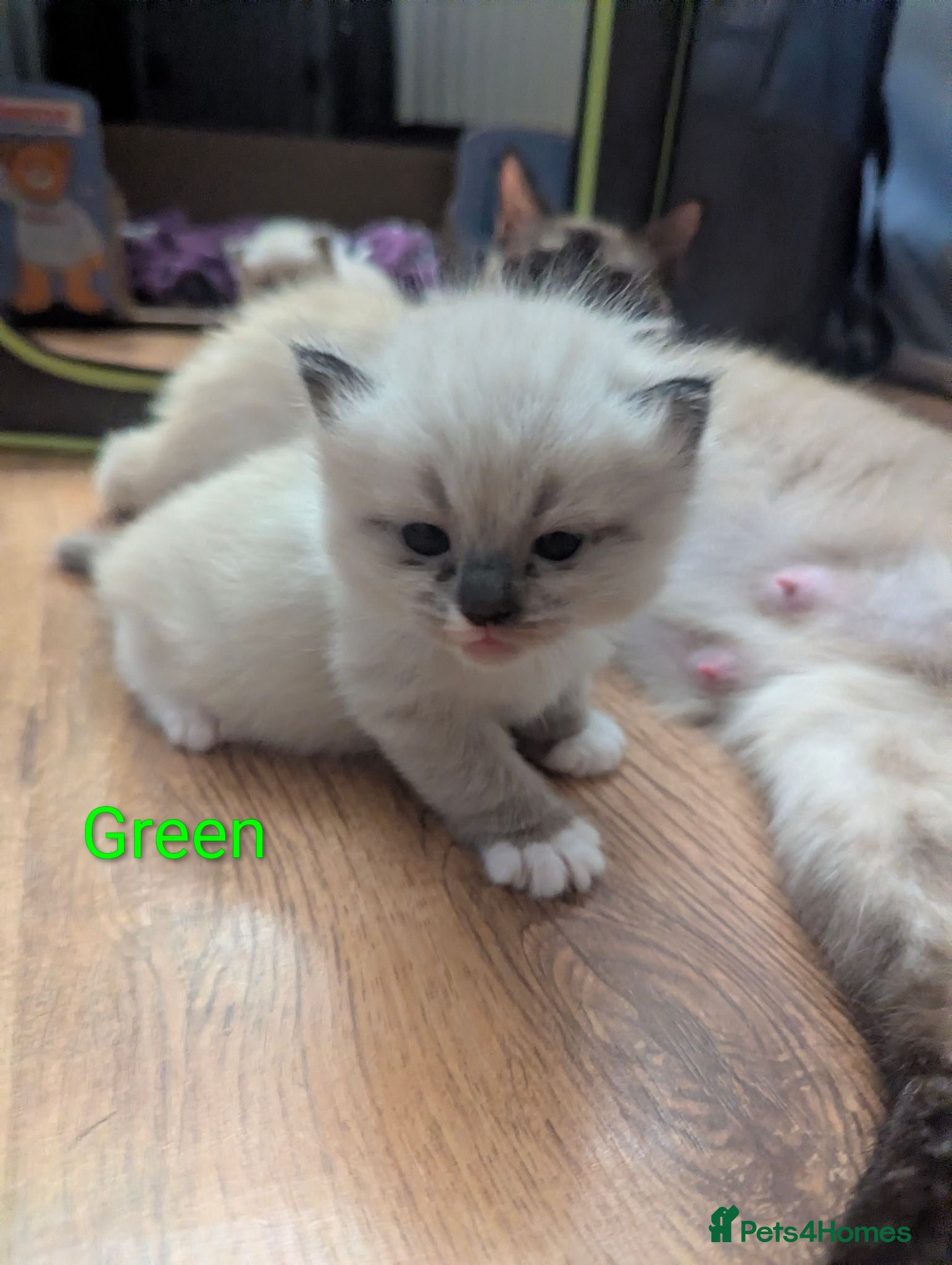 Ragamese cats Beautiful ragameise kittens  - Advert 14