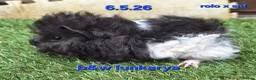 Guinea Pig rodents for sale: Fluffy baby boy male guinea pigs - Advert 9