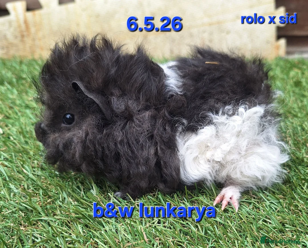 Guinea Pig rodents for sale: Fluffy baby boy male guinea pigs - Advert 9