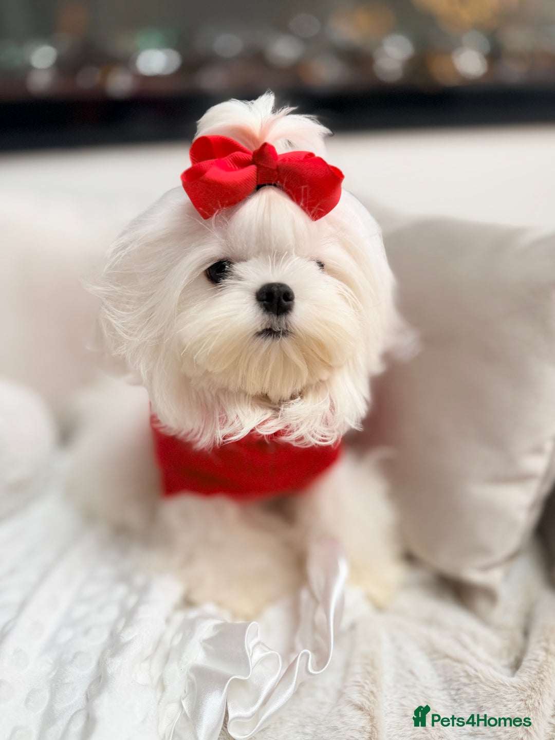 Maltese dogs for sale: Beautiful 6 month old Maltese Puppy Ready Now - Advert 11